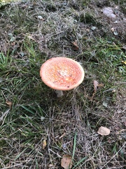 Amanita muscaria