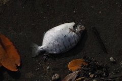 Selenotoca multifasciata