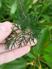 Seseli annuum