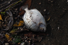 Selenotoca multifasciata