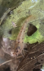 Caridina formosae