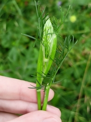 Seseli annuum
