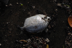 Selenotoca multifasciata