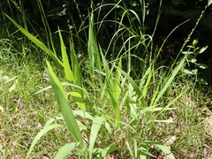 Dichanthelium xanthophysum