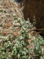 Galium parishii