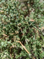 Galium parishii