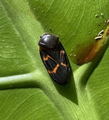 Okiscarta