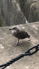 Larus fuscus