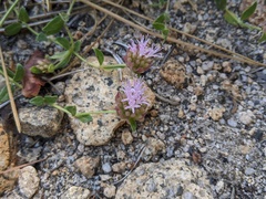 Monardella australis