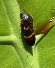 Okiscarta