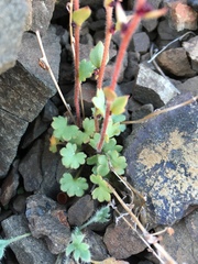 Saxifraga cernua