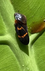 Okiscarta