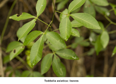 Zanthoxylum asiaticum
