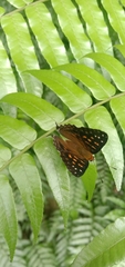 Dodona eugenes esakii