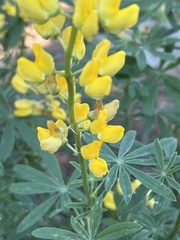Lupinus croceus