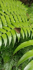 Dodona eugenes esakii