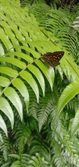 Dodona eugenes esakii