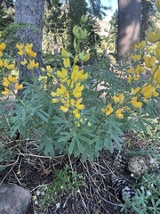Lupinus croceus