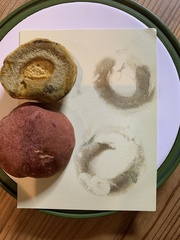 Exsudoporus floridanus