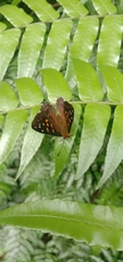 Dodona eugenes esakii