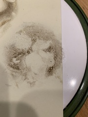 Exsudoporus floridanus