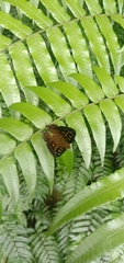 Dodona eugenes esakii
