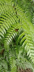 Dodona eugenes esakii