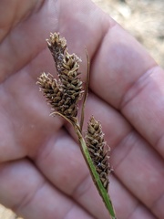 Carex senta