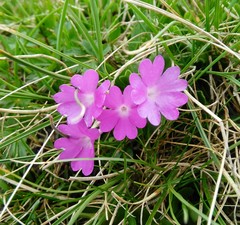Primula integrifolia