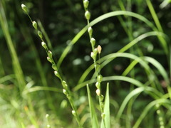 Dichanthelium xanthophysum