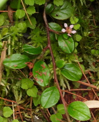 Cotoneaster rosiflorus
