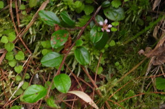 Cotoneaster rosiflorus