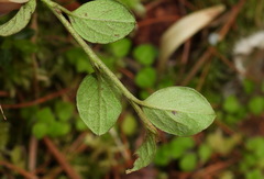 Cotoneaster rosiflorus