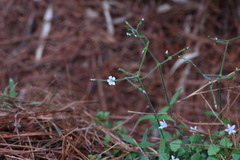 Cerastium subpilosum