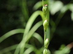 Dichanthelium xanthophysum