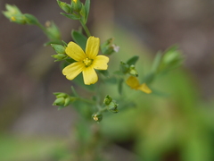 Linum mysorense