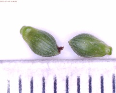 Dichanthelium xanthophysum