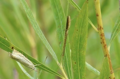 Tetragnatha straminea
