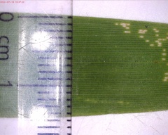 Dichanthelium xanthophysum