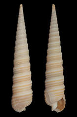 Terebra funiculata