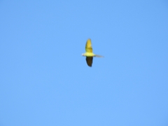 Thectocercus acuticaudatus