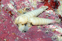 Terebra funiculata
