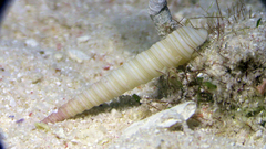 Terebra funiculata