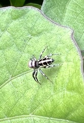 Cosmophasis baehrae