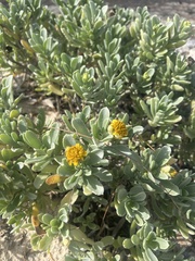 Borrichia arborescens