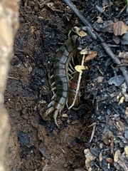 Scolopendra morsitans