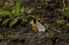 Anthene liodes