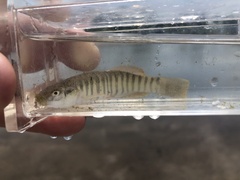 Fundulus kansae