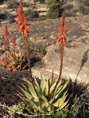Aloe glauca