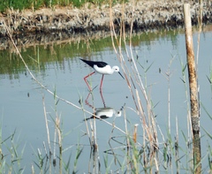 Himantopus himantopus